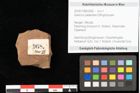 Foto (Objekt + Etikett) von Quercus palaeoilex Ettingshausen (NHMW-GEO-2024-0188-0968)